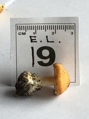 Cortinarius phalarus