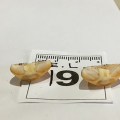 Cortinarius phalarus