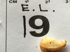 Cortinarius phalarus