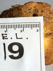 Cortinarius phalarus