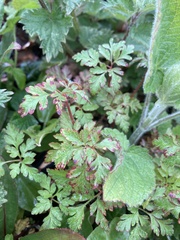 Geranium robertianum