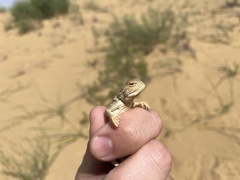 Phrynocephalus mystaceus