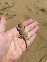 Phrynocephalus mystaceus