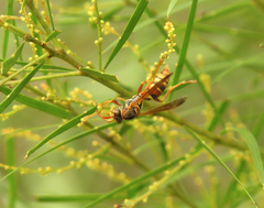 Polistes humilis synoecus