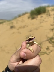 Phrynocephalus mystaceus