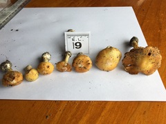 Cortinarius phalarus