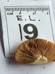 Cortinarius phalarus