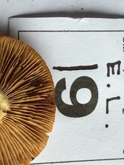 Cortinarius phalarus