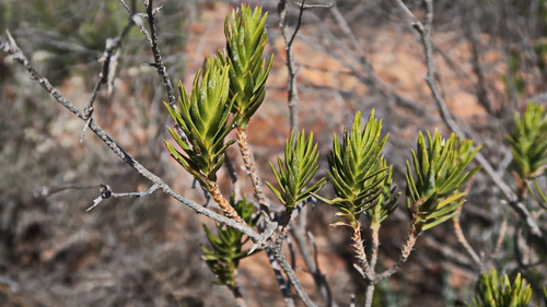 Image of Pteronia fasciculata by no rights reserved