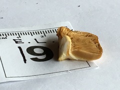 Cortinarius phalarus