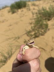 Phrynocephalus mystaceus