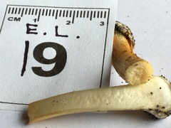 Cortinarius phalarus