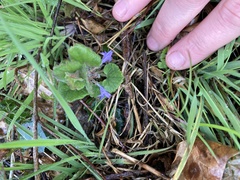 Glechoma hederacea