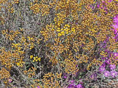Helichrysum revolutum