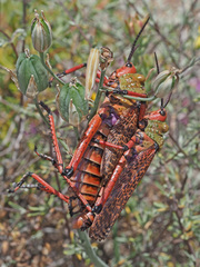 Phymateus morbillosus