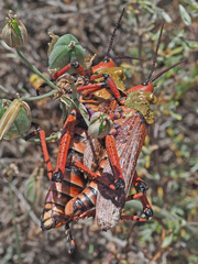 Phymateus morbillosus