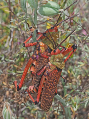 Phymateus morbillosus