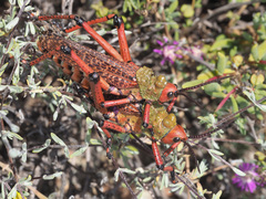 Phymateus morbillosus