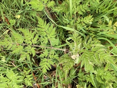 Anthriscus sylvestris
