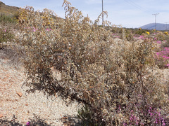 Atriplex nummularia