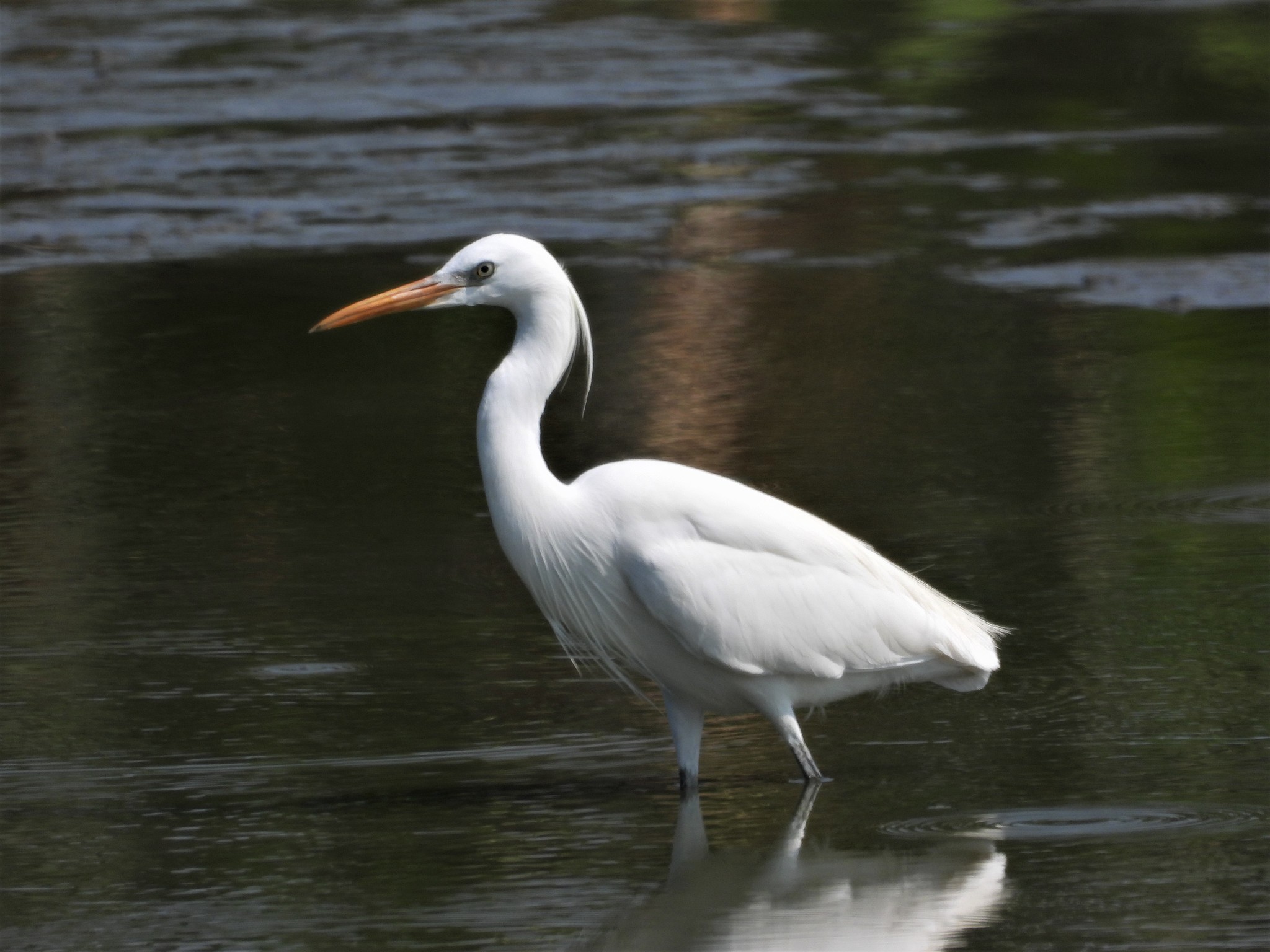 Chinese Egret