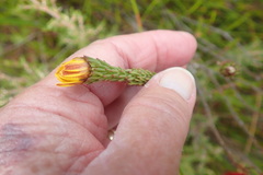 Ursinia quinquepartita