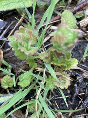 Glechoma hederacea