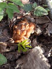 Gyromitra gigas