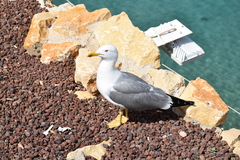 Larus michahellis