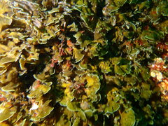 Exallosorus harveyanus