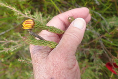 Ursinia quinquepartita