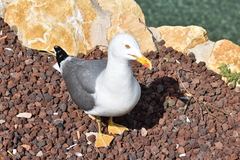 Larus michahellis