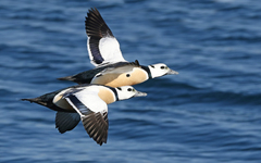 Steller's Eider photo 3