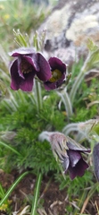 Pulsatilla rubra