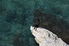 Phalacrocorax carbo
