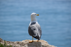 Larus michahellis