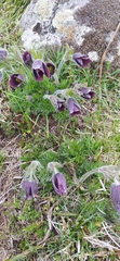 Pulsatilla rubra