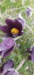 Pulsatilla rubra