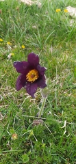 Pulsatilla rubra