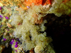 Menipea crispa