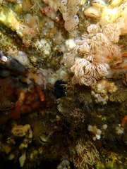 Menipea crispa