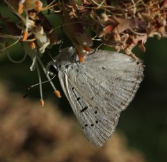 Tharsalea xanthoides