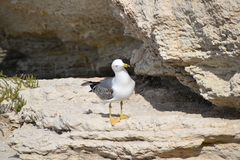 Larus michahellis