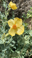 Glaucium flavum