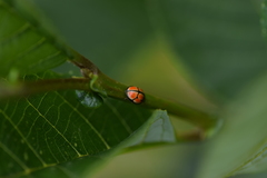 Oenopia sexareata