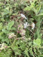 Anthriscus sylvestris