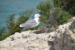 Larus michahellis