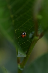 Oenopia sexareata