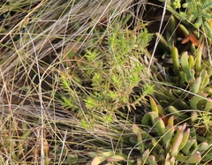 Crassula subulata fastigiata