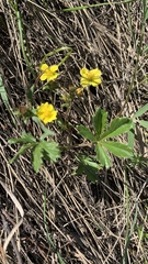 Potentilla humifusa
